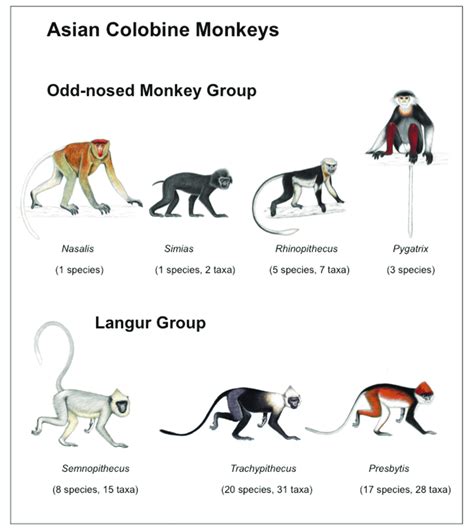 Species Of Monkeys Chart