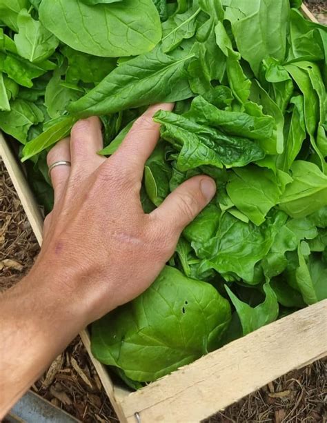 Semis D Pinard Nos Conseils Pour Le R Ussir Terra Potager