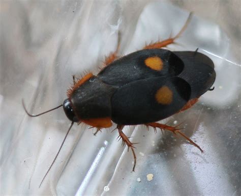 Euthyrrhapha Pacifica Euthyrrhapha Pacifica Blattodea Po Flickr