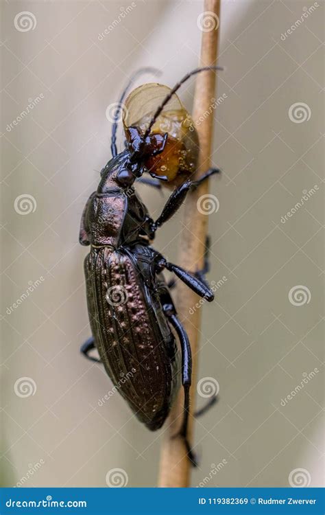 Predator Beetle Eating Small Snail Stock Image Image Of Environment