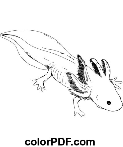 Simpatico Schizzo Di Axolotl Disegni Da Colorare E Libri In Pdf