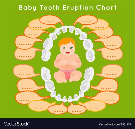 Teeth Infographic Royalty Free Vector Image Vectorstock