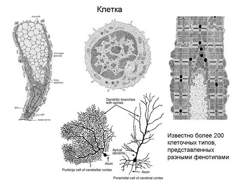 вся гиста(лекции)