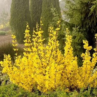 Купить Форзиция промежуточная Minigold - Форзиция - GardenPlants