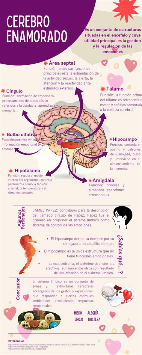 Infograf A Del Sistema L Mbico Y Las Partes Del Cerebro Learning