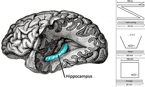 Does Your Brain Have A Filing Cabinet Daily Mail Online