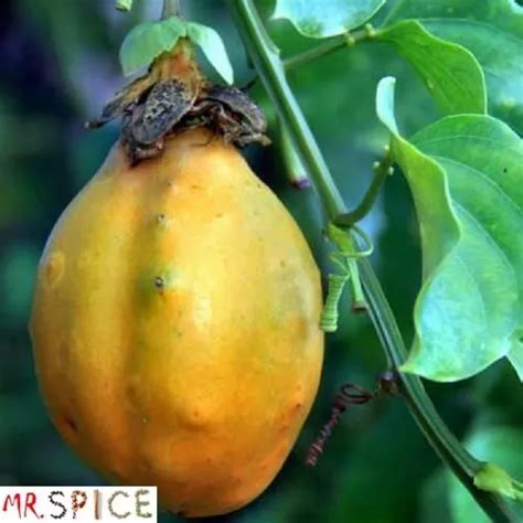 Sementes De Maracuja Doce O Verdadeiro Passiflora Alata Venda Em