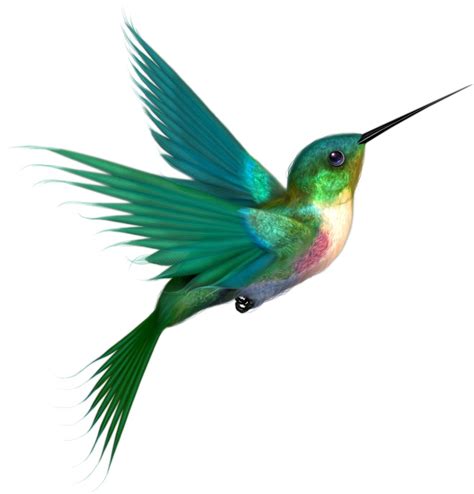 Hummingbirds Clipart - ClipArt Best