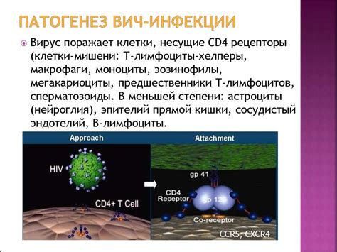 ВИЧ инфекция - презентация онлайн
