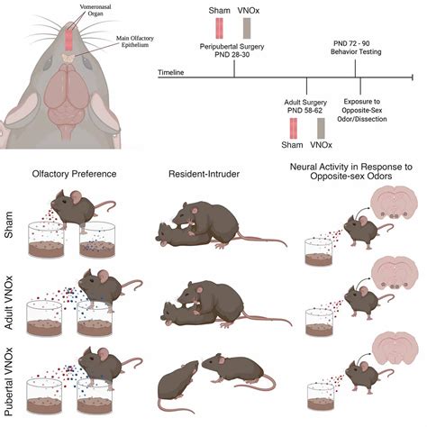 Vomeronasal Organ Mouse