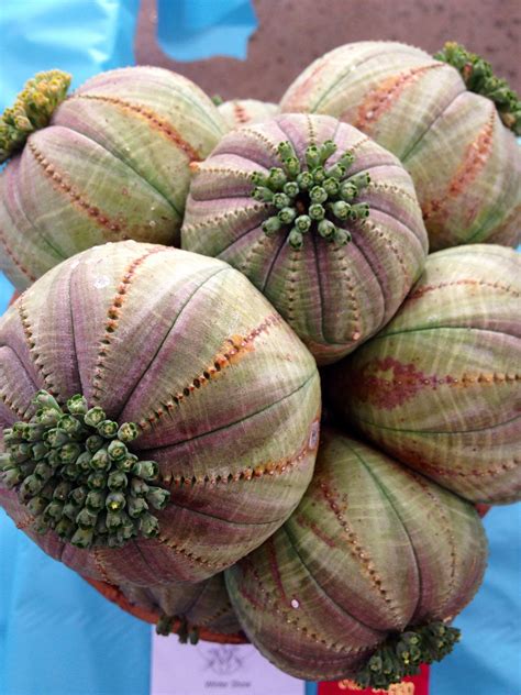 Euphorbia Obesa Fat Plants Planting Succulents Succulent Gardening