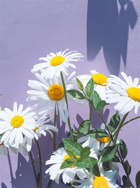 Daisies on Blue Background · Free Stock Photo