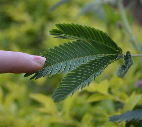 Protege Las Plantas Con Estas Acciones Sencillas