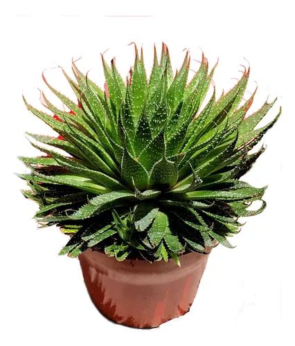 Suculenta Aristaloe Aristata Cuotas Sin Inter S