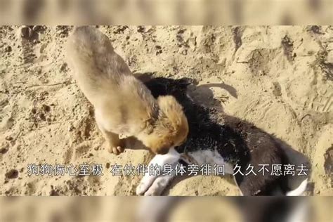 狗狗正在看家护院，突然三只恶犬闯了进来狗狗