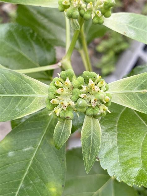 Euphorbia Heterophylla Jardim Natural Imagem De Stock Imagem De