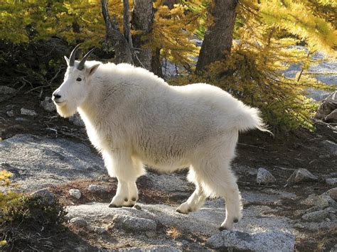 Mountain Goat Nickelodeon Animals Wiki Fandom