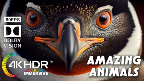 Most Amazing Wild Animals | 4K HDR Immersive 60FPS Dolby Vision - YouTube 
