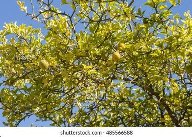 Bergamot Orange Tree Fruits Leaves On Stock Photo 485566588 | Shutterstock