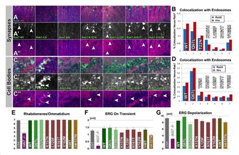 Overexpression Of Venus Tagged Rab7 Variants In Photoreceptor Sensory Download Scientific