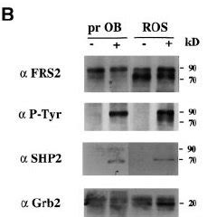 FGF Signaling In Osteoblasts A Activation Of FGFRs In Primary