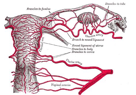 Vagina Vulva And Pelvic Floor Anatomy Concise Medical Knowledge