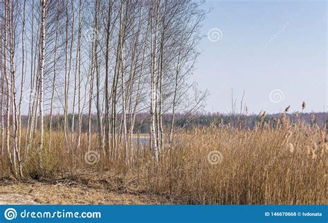 Bosque Do Vidoeiro Sem Folhas E Juncos No Tempo De Mola Adiantado Foto