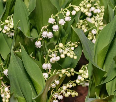 El Lirio De Los Valles Convallaria Majalis En Keukenhof Cierre Para