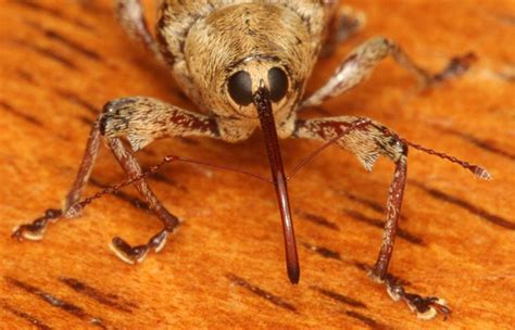 Acorn Weevil | The Backyard Arthropod Project