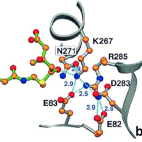 Scheme Of The Reaction Mechanism Proposed For P Mevalonii Hmg Coa