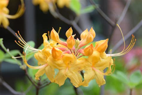 May 5 2023 Flame Azalea Barton Arboretum And Nature Preserve