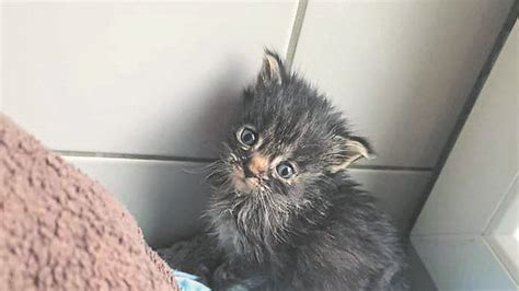 Tierheim Dachau Bittet Um Hilfe Katzenbabys An Katzenseuche Erkrankt