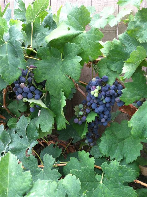 My own vineyard in my backyard Catawba grape | Catawba grapes, Grapes, Catawba