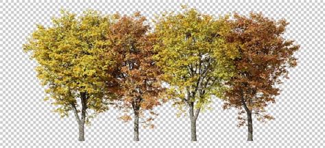 PSD arbres forestiers d automne rangée jaune et orange paysage découpé