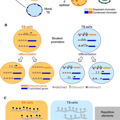 Phenotypic Plasticity Of The Mouse Trophoblast Lineage A The