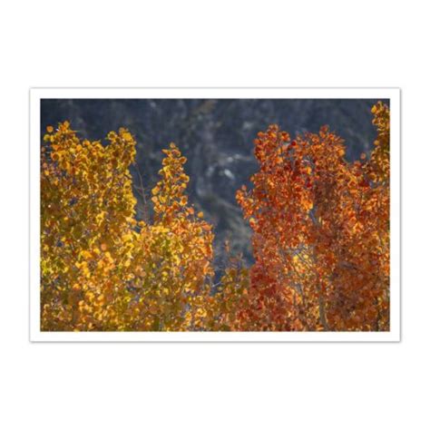 Fall colors – June Lake Loop - Virtual Yosemite