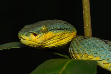 Indias Striking Variety Of Pit Vipers Nature Infocus