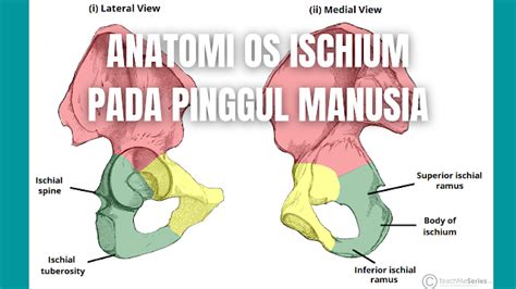 Anatomi Os Ischium Pada Pinggul Manusia Anatomi Tutorial