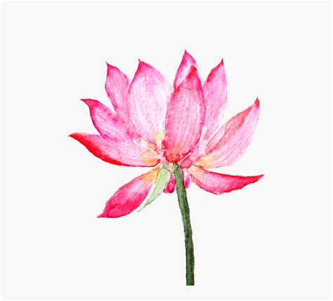 Pink Lotus Flower Painting, HD Png Download , Transparent Png Image ...