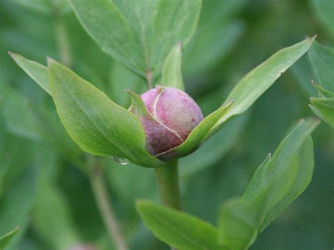 Pco No 5 A Breeding Of The Danish Breeder Pco Norgaard Paeonia