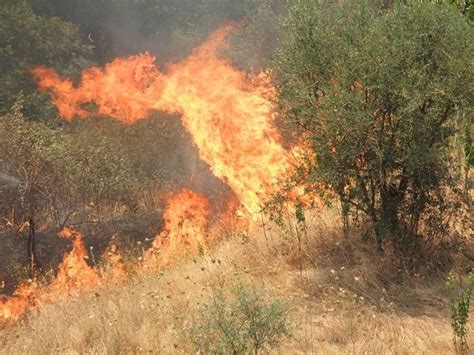 Gli Incendi Boschivi Rivista Di Agraria Org