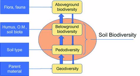 The influence of geodiversity on pedodiversity and through it on ...