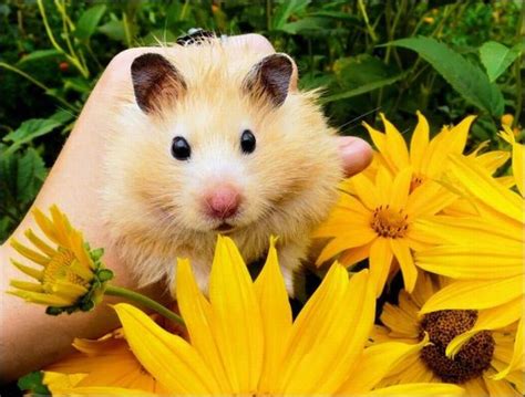 Hamsters And Flowers 16 Pics