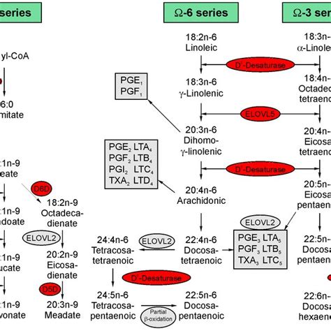 Schematic Representation Of Fatty Acid Synthesis Pathways Fatty Acid