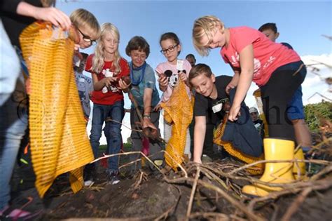 Kinder Ernten Kartoffeln Auf Dem Hof Eckmann In Hamm