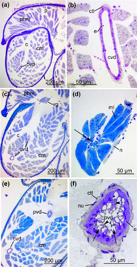 Figure From Morphological Analysis Reveals A Compartmentalized Duct