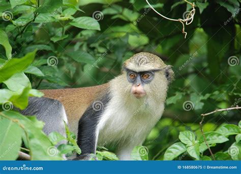 Wildlife Mona Monkey in Ghana, Africa Stock Image - Image of rainforest ...