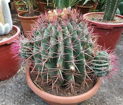 A Cactus In A Pot With Other Cacti