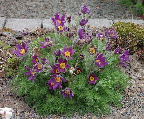 Wild Ginger Farm News Blog: The Pasque Flower, Pulsatilla vulgaris