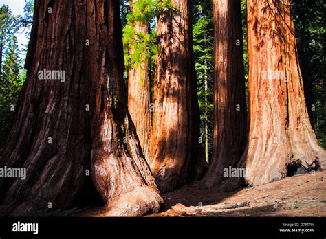 Giant Sequoias In Yosemite National Parkcaliforniaunited States Stock